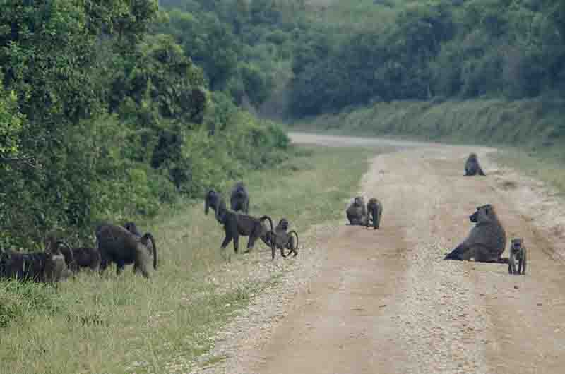 177 - Monos Babuino - parque nacional Queen Elizabeth - Uganda
